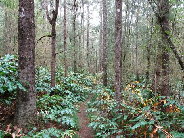 Longue partie plate dans les filaos et les longoses
