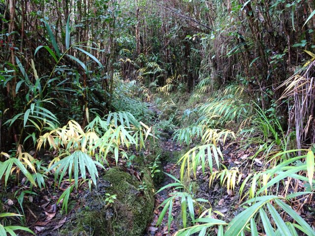 Le sentier, creusé dans la terre, est encore assez large