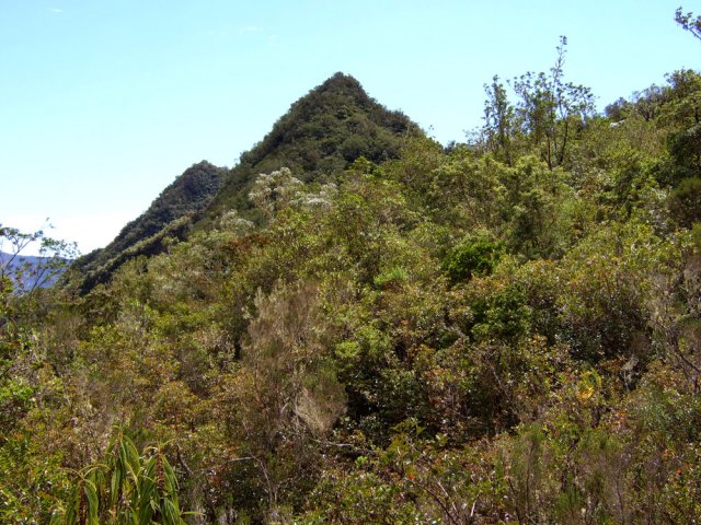 Quelques sommets du Piton Lélesse dans les trouées de la végétation