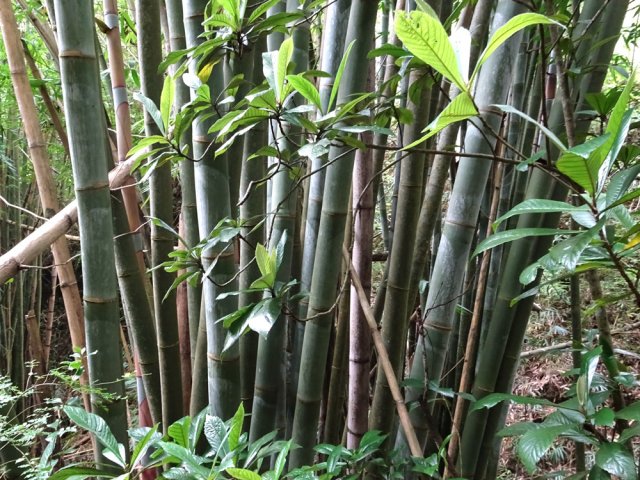 On rencontre de grosses touffes d'énormes bambous