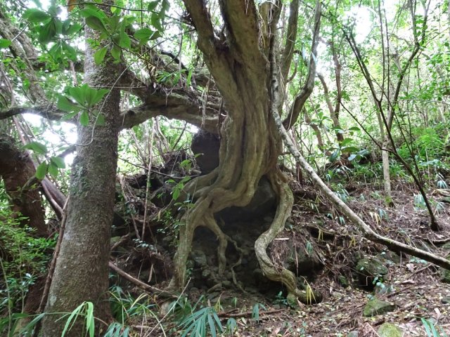 A partir de ce beau bois maigre, il faut suivre la ravine José Lebeau
