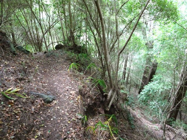 La fin du sentier est très bien marquée sous les filaos
