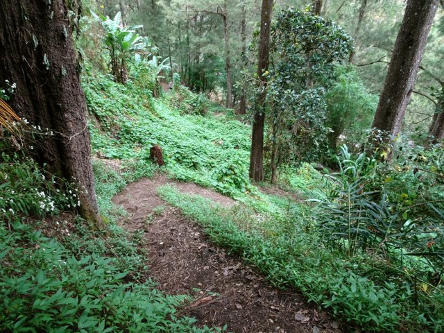 La remontée vers Bois Blanc s'effectue en plusieurs lacets dans les jouvences