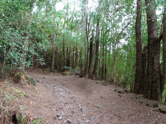 Début de la descente dans la belle forêt de filaos