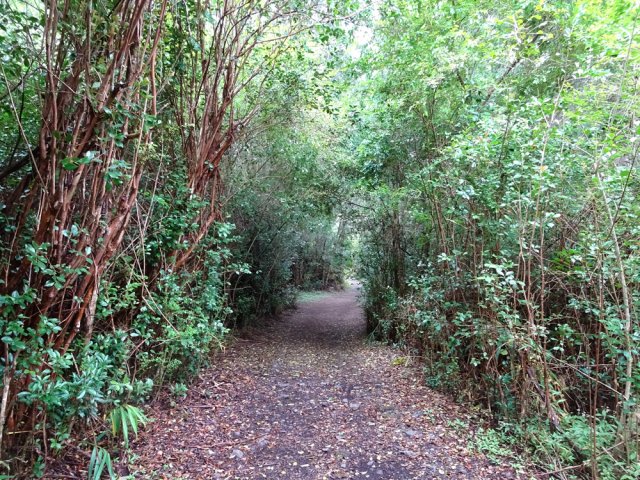 Très vite, on se retrouve dans les goyaviers