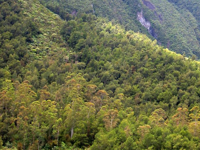 Les forêts de Grand Pays