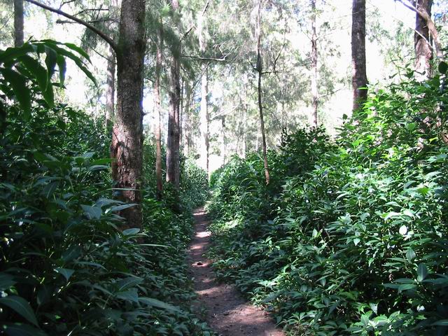 Le sentier de la Chapelle de Cap Blanc sous les filaos