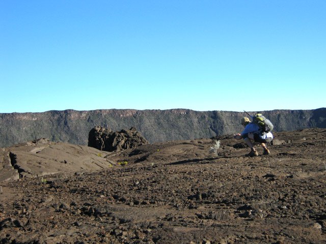 Très rares plantes ayant pu s'installer sur ce sol ingrat