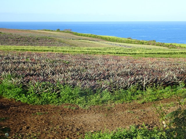 Les champs d'ananas manquent cruellement d'eau