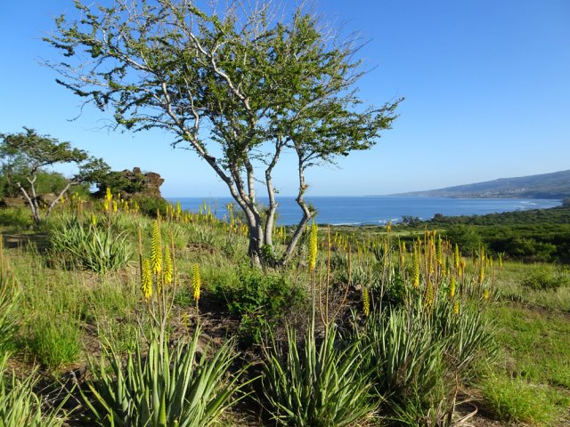 Moins d'arbres que dans l'autre aire