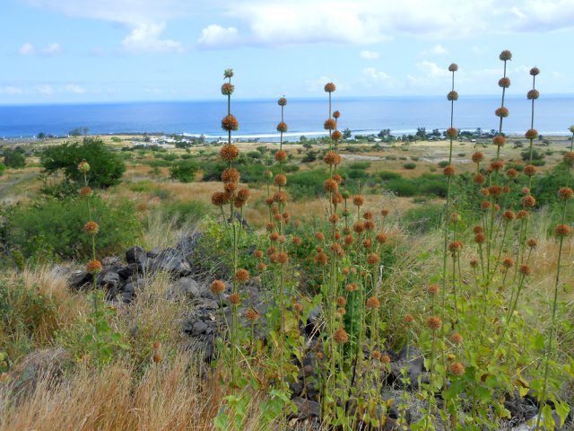 Les oreilles de lion sont nommées pompons soldat à La Réunion