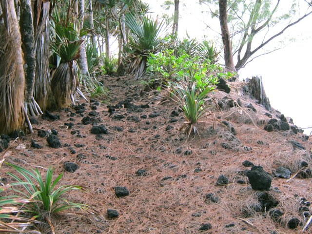 Sentier littoral couvert d'aiguilles de filaos
