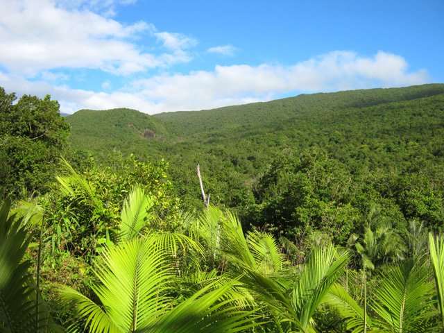 Vue sur le Piton Indivis depuis une culture de palmistes
