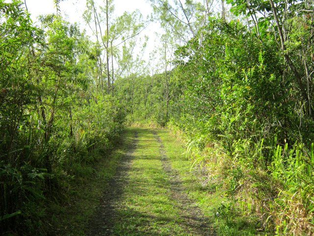 La végétation change mais pas la belle piste