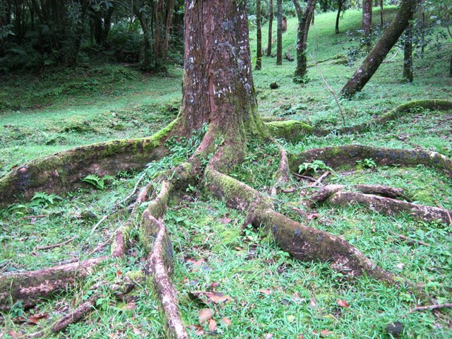 La chemin passe au plus près de cette belle racine apparente