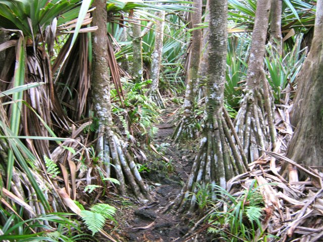 Le sentier serpente également entre les vacoas bord de mer.