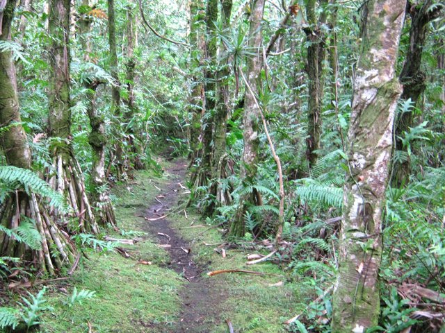 Il comporte de belles portions sous les vacoas