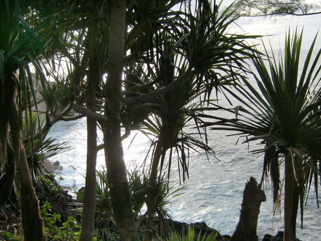 Les vacoas sont ici les plus nombreux