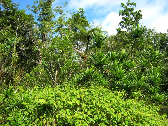 Une idée du paysage dans la descente vers Bois Blanc