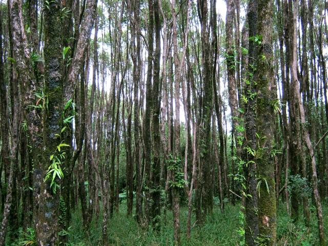 Arrivée dans le bois de camphriers