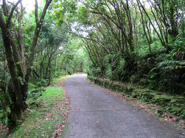 Une idée de la route forestière avant d'arriver à Bois Blanc