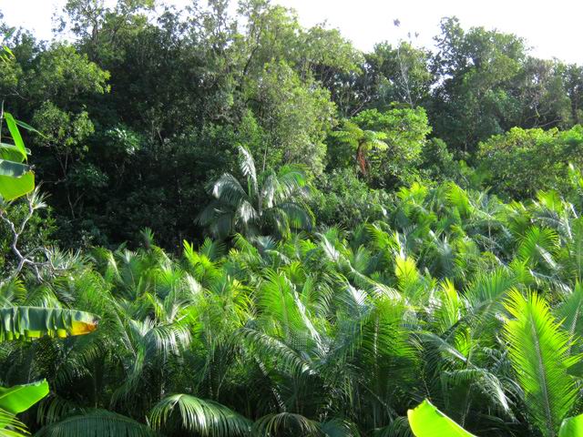 On longe des dizaines de plantations dont une majorité de palmistes