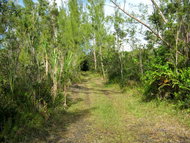 Une portion de la RF de Bois Blanc avec un pied de canne à sucre égaré