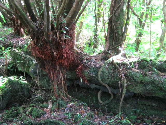 On rencontre assez souvent de belles racines dans la deuxième partie