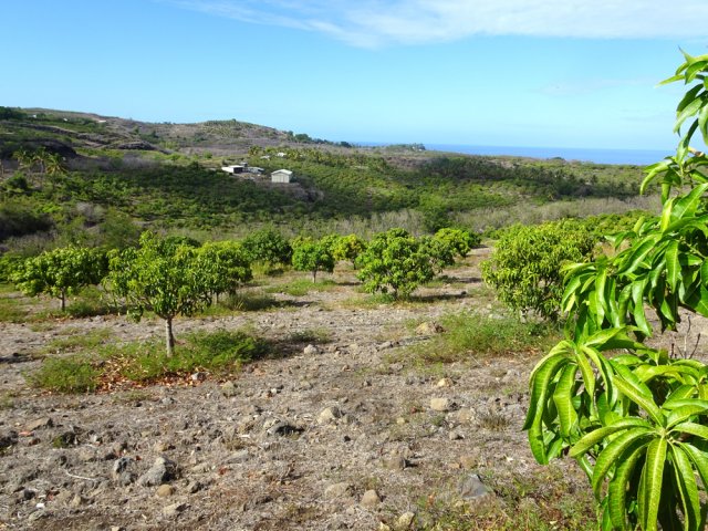 Longer le verger jusqu'au dernier manguier