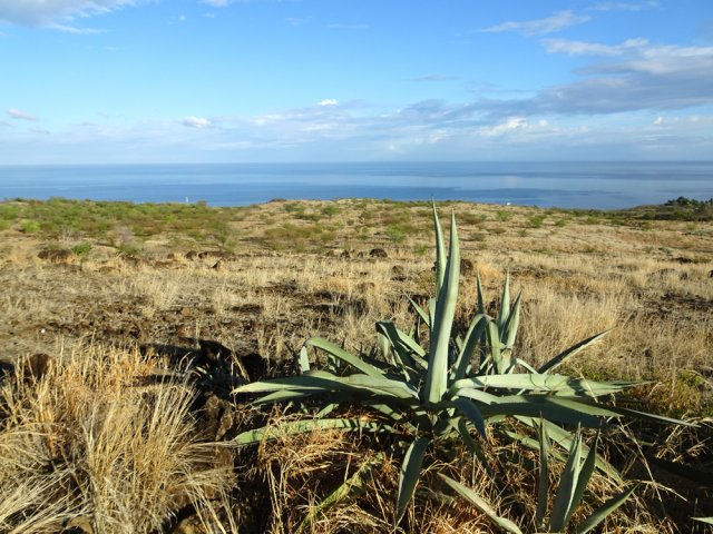 Une idée de la végétation qui manque singulièrement de verdure