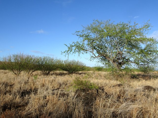 Quelques rares acacias arrivent à y grandir