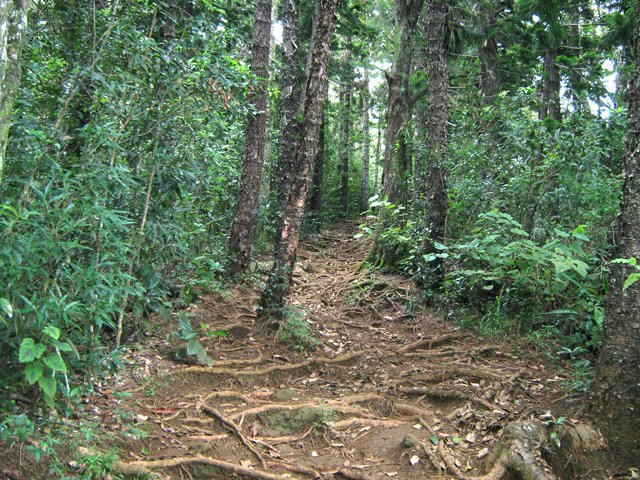 Et toujours des racines pouvant faire mal aux chevilles