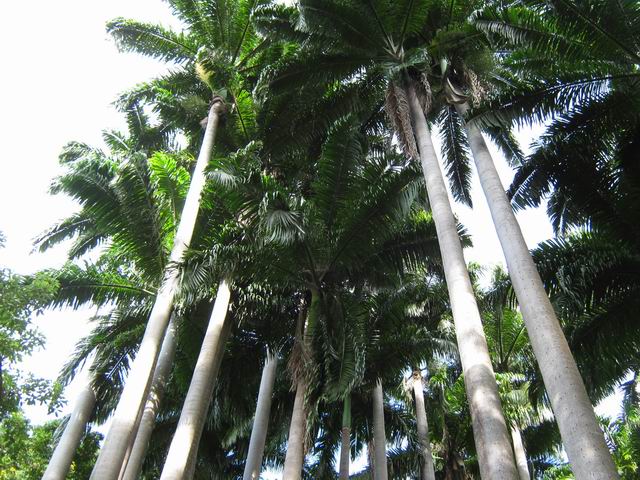 Belle concentration de palmiers royaux, près du parking
