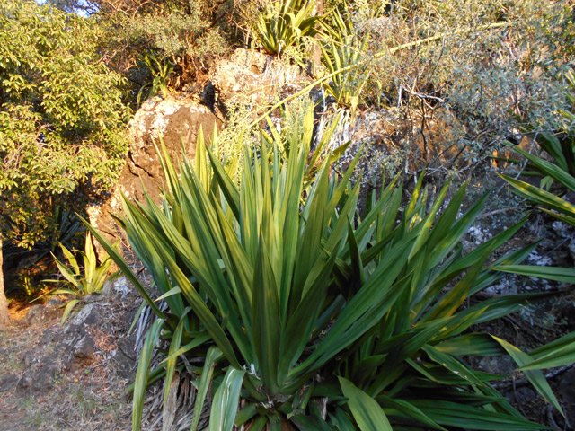 Beaucoup de chocas sur un sentier botanique