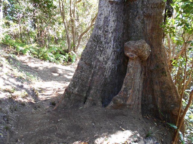 Les plus beaux spécimens de filaos dans le dernier tiers du parcours