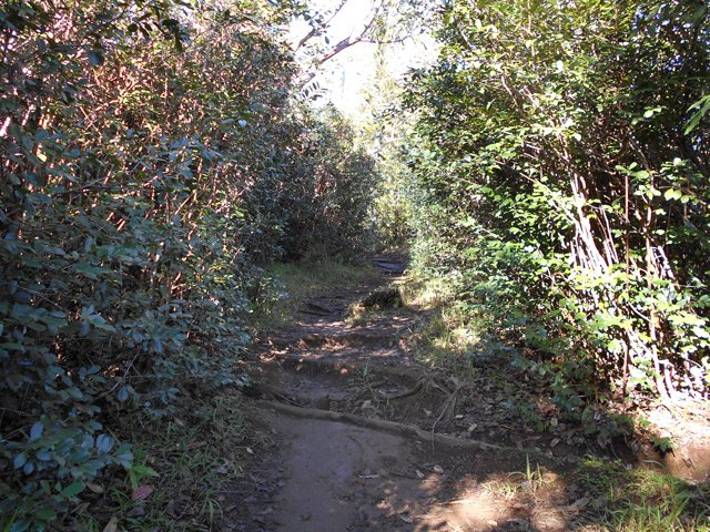 Sentier glissant sous les goyaviers à l'approche du Brûlé