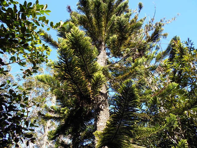 Petite plantation d'araucarias et d'eucalyptus