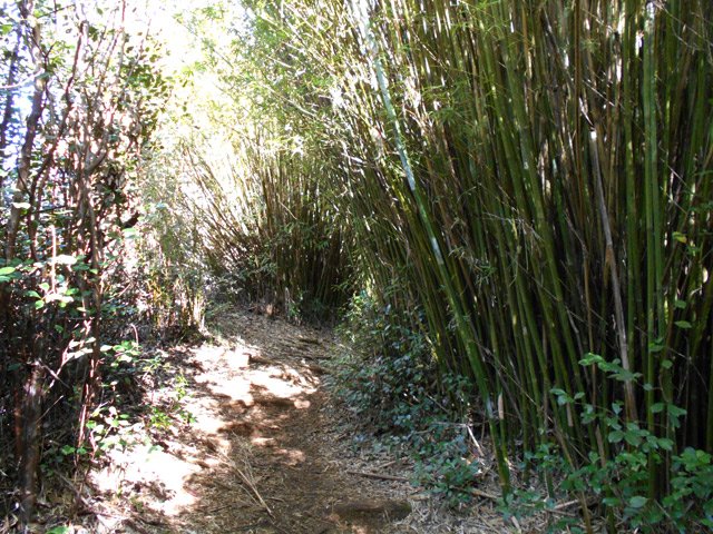 Des dizaines de touffes de bambous avant le village