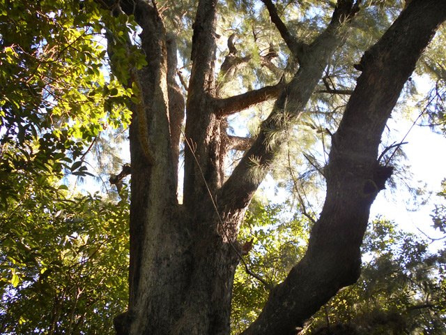 Ils vieillissent tranquillement à l'abri des cyclones