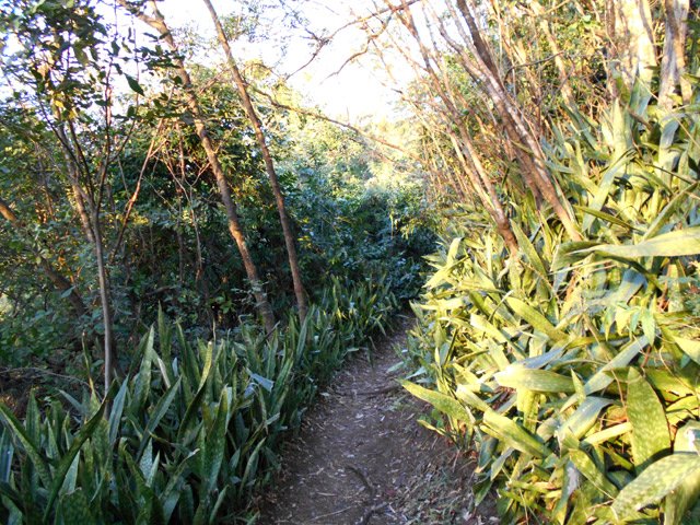 Les chocas sont remplacés par les langues de belle mères