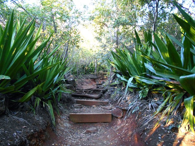 Marches et racines alternent sur une montée moyenne
