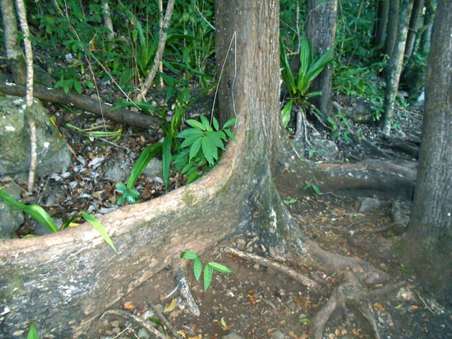 Magnifiques racines qu'il faut parfois enjamber