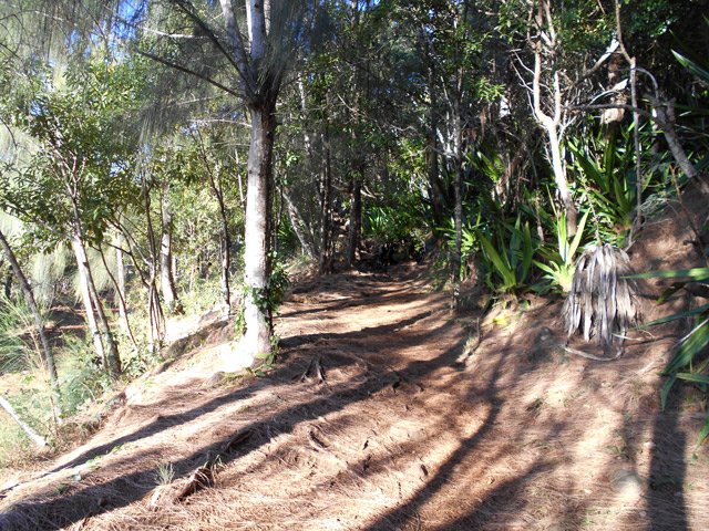 On pénètre sous les filaos après la piste avec un sentier presque plat