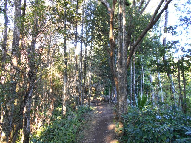 Traversée d'un bois de camphriers