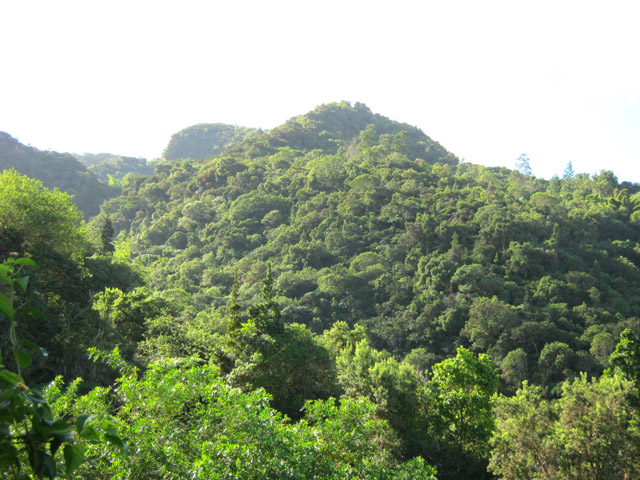 Une idée de la forêt et du relief de la région du Tévelave