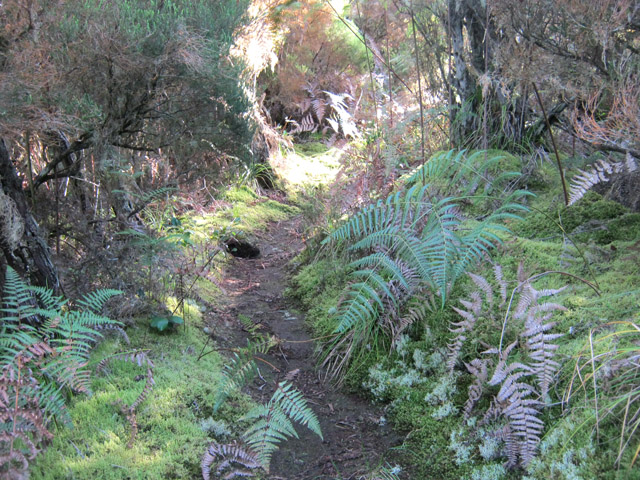 Une autre portion de sentier, plus moussue