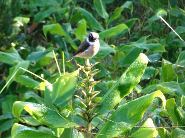 Le seul habitant de la Ferme Deveaux aime les miettes de pain