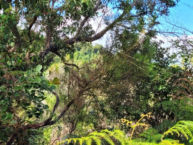 Les araignées bouchent le passage. Attention aux fils collants