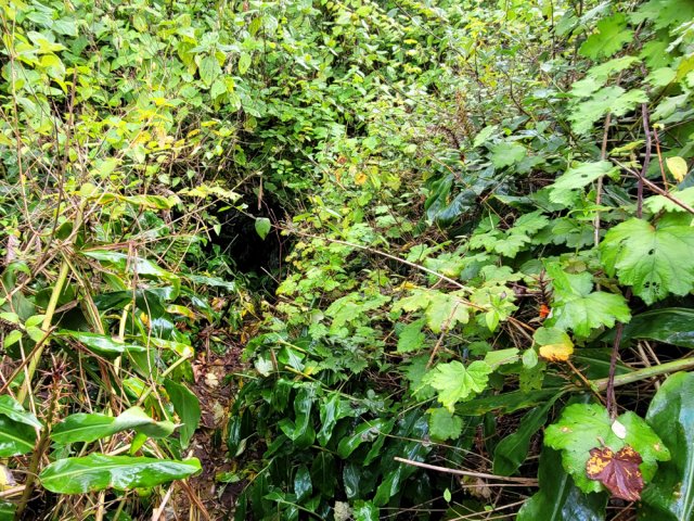 Une grosse touffe de vigne marronne après une petite ravine