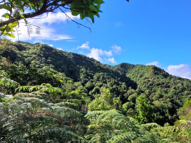 Belles fenêtres sur les forêts environnantes